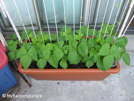 Growing Pole Beans in Containers Growing Beans In Containers, Growing Green Beans In A Container, Green Bean Plants Growing, Growing Pole Beans, Bean Planting, Planting Green Beans, Green Bean Trellis, Grow Beans, Bean Trellis