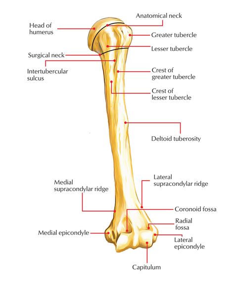 Humerus Bone Humerus Bone Anatomy, Hand Bone Anatomy, Humerus Bone, Bone Anatomy, Anatomy Flashcards, Arm Anatomy, Anatomy Studies, Anatomy Images, Arm Bones