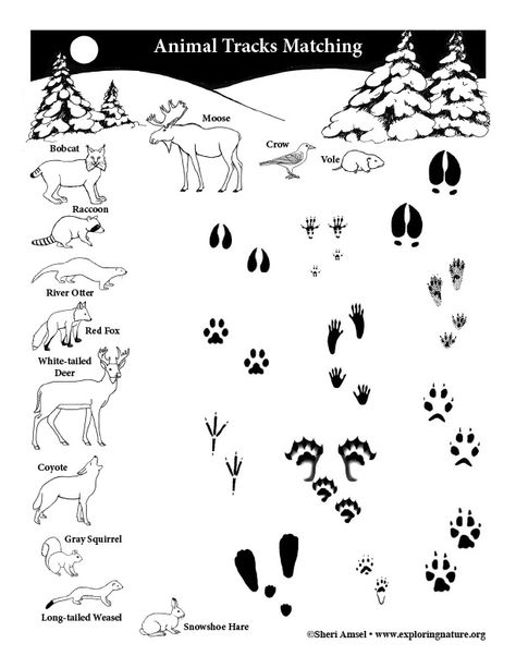 Animals Worksheet, Cub Scouts Wolf, Tiger Scouts, Cub Scouts Bear, Cub Scouts Tiger, Wolf Scouts, Bear Scouts, Cub Scout Activities, Nature Exploration