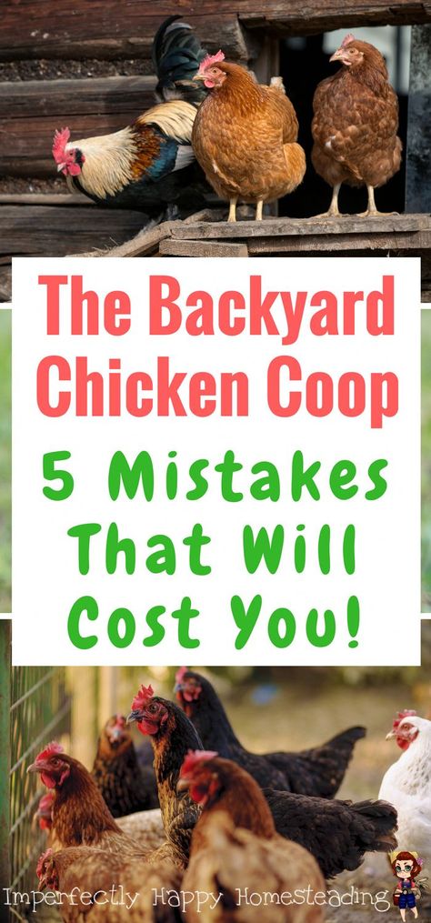 Chicken Coop Kit, Backyard Chicken Coop, Urban Chicken Farming, Best Egg Laying Chickens, Portable Chicken Coop, Egg Laying Chickens, Chicken Coop Run, Backyard Chicken Farming, Urban Chickens