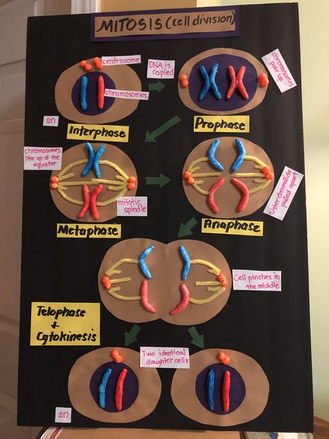 cell division Cell Cycle Project Ideas, Cell Division Project, Genetics Project Ideas, Plant Cell Poster Board Project, Mitosis Project Ideas, Cell Cycle Project, Bio Project Ideas, Mitosis Model Project, Meiosis Project