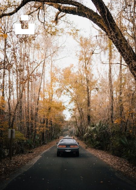 Thanks to Kenny Gaines for making this photo available on @unsplash 🎁 Autumn Wallpaper Hd, Moody Forest, Trees Autumn, Car Iphone Wallpaper, Creative Commons Images, Iphone11 Pro, Tree Images, Plant Wallpaper, Free Iphone Wallpaper