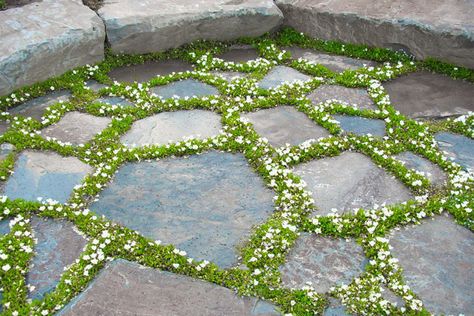 Fine Gardening Magazine, Lawn Alternatives, Stone Patio, Flagstone Patio, Rock Garden Landscaping, Fine Gardening, Ground Cover Plants, Garden Pathway, Deck Ideas