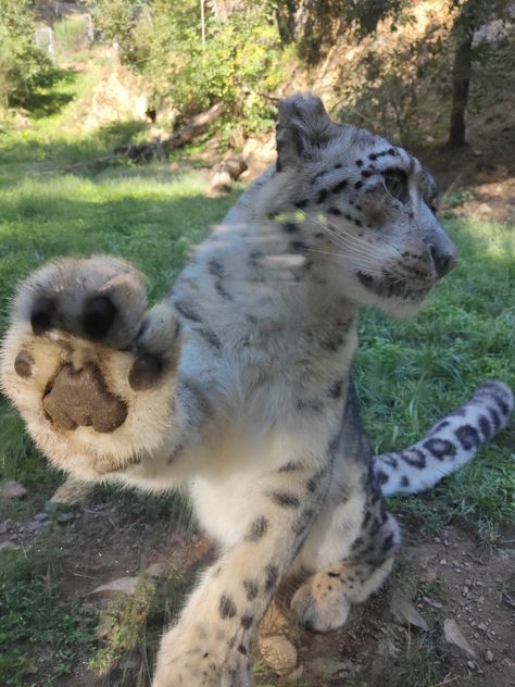 Pet Lion Aesthetic, Snow Leopard Jumping, Snow Leopard Funny, Snow Leopard Side View, Snow Leopard Hybrid Oc, Snow Leopard Drawing Sketch, Snow Leaped, Snow Leperds, Snow Leopard Fursona