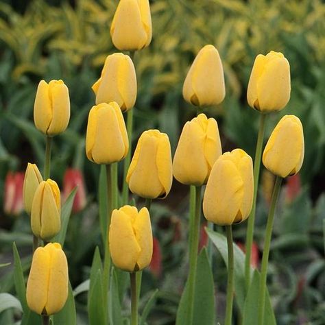 When To Plant Tulips, Impatiens Flowers, Autumn Flowering Plants, Planting Tulips, Corn Seed, Flax Flowers, Potato Vines, Tulips Garden, Tulip Bulbs