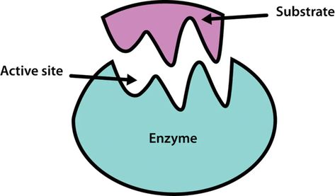 8-extraordinary-facts-about-active-site Enzymes Biochemistry, Types Of Graphs, Body Toxins, Nonrenewable Resources, Green Chemistry, Complex Carbohydrates, Honey Shop, Extreme Workouts, Chemical Reactions