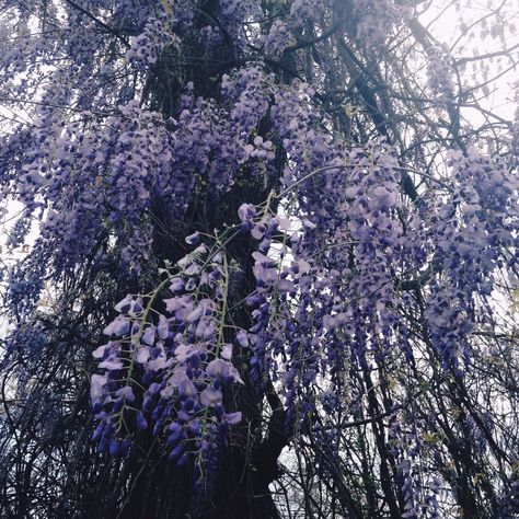 Pale Purple Aesthetic, Gold And Red Jewelry, Wisteria Vine, Folklore Aesthetic, Wisteria Tree, Visual Aesthetics, High Hopes, Character Aesthetics, The Grove