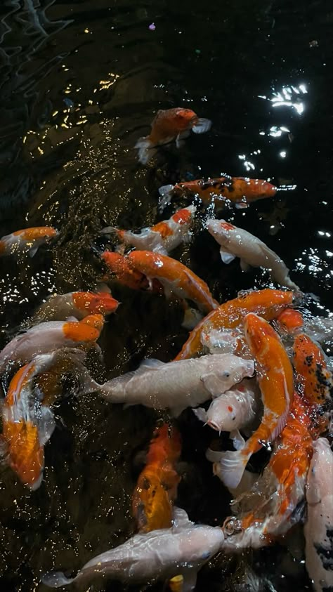 fish Koi Fish Pond Aesthetic, Koi Pond Wallpaper, Koi Fish Garden, Pond Wallpaper, Koi Fish Colors, Pretty Scene, Chinese Fish, Photos Of Fish, Koi Fishes