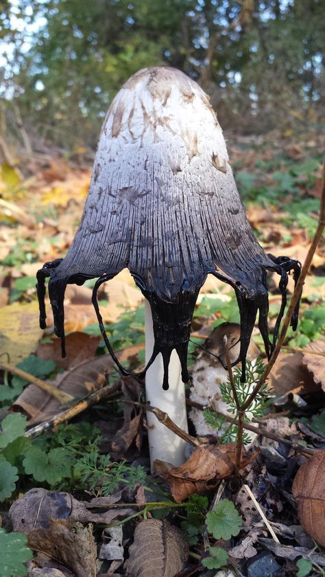 Mushroom Plant, Mushroom Pictures, Plant Fungus, Mushroom Fungi, Mushroom Art, Wild Mushrooms, Yoga Lifestyle, Cool Plants, 그림 그리기