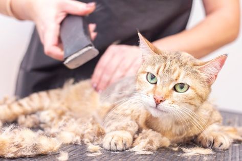 Cut Cat, Cat Hair, The Salon, Photo Background, Baby Photo, Pet Store, Photo Inspo, Premium Photo, Baby Photos