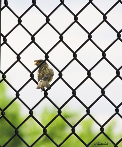 Chirp. Gotta love taking photos of a bird on a beautiful day. Bike Background, Friendship Status, Hd Background Download, Lightroom Presets Tutorial, Background Images Free Download, Mobile Photo Editing, Cute Backgrounds For Phones, Light Background Images, Background Images Hd