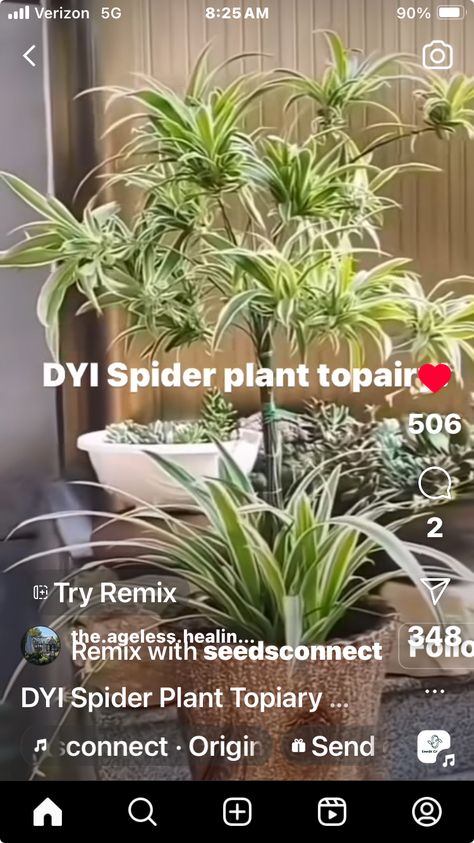 Spider Plant Topiary, Plant Topiary, Plant Tips, Spider Plant, Plant Care Houseplant, Succulent Garden Diy, Sale Ideas, Plant Tree, Spider Plants