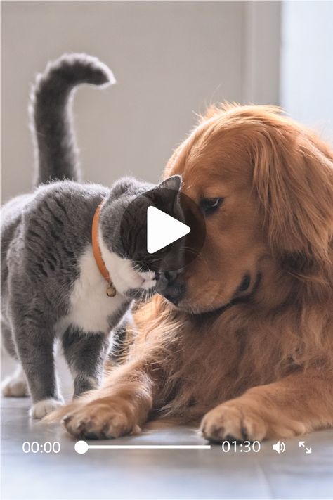 Try not to laugh - Tiktok 2021 #cutedogs #cutecats #funnydogs #funnycats #tiktok #trynottolaugh #funnypet #cutepet #puppies #kittens Try Not To Laugh Animals, Unusual Animal Friendships, Braids For Medium Length Hair, Animals Friendship, Unusual Animals, Hairstyles For Medium Length Hair, Crazy Hair Days, Medium Length Hair, Try Not To Laugh