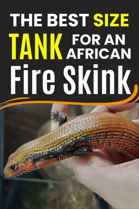 A close-up of an African Fire Skink being gently held by a person's hand. The skink's body displays vibrant, glossy scales with a mix of colors: its head and upper body are yellow and orange, while its sides feature black and white speckling along with bright red bands. The lizard is facing left, with its small limbs resting on the person's fingers. The background is slightly blurred, suggesting an indoor setting, possibly a terrarium. Fire Skink, Lizard Habitat, Leaves On The Ground, Dead Leaves, Active Life, Lizards, On The Ground, The Fire, Reptiles