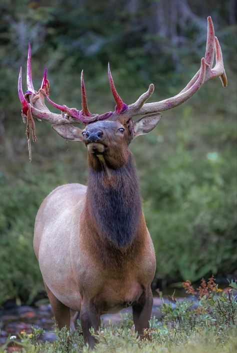 Cervus canadensis, or wapiti, is one of the largest deer species. Prey Animals, Deer Species, Bull Elk, Arthropods, Wildlife Art, Art Reference Poses, Wildlife Photography, Mammals, Elk