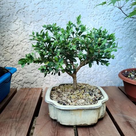 Ficus Bonsai Tree, Japanese Maple Bonsai, Ficus Bonsai, Maple Bonsai, Acer Palmatum, Bonsai Trees, Japanese Maple, Bonsai Tree, Trees To Plant