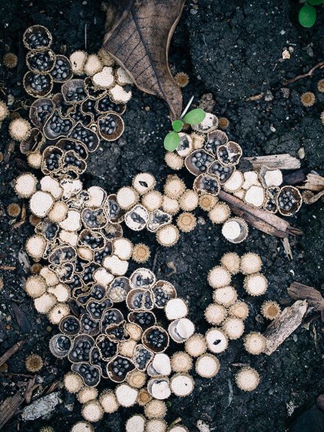 Floral And Fauna, Textiles Gcse, Tiny Mushroom, Wood Mulch, Soft Grunge Aesthetic, Birds Nest, Timber Wood, Splish Splash, Mushroom Art