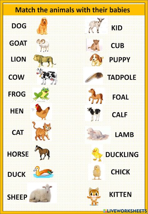 Animal Babies Worksheet, Animal Homes Worksheet, Animals And Their Babies Worksheet, Young Ones Of Animals, Animals And Their Young Ones, Masculine And Feminine Gender, Gender Of Animals, Worksheet For Nursery, Reading Nursery