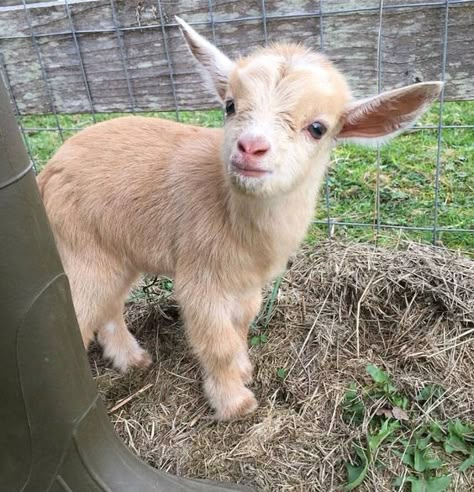 5 Best Breeds of Goats to Keep as Pets Baby Goats Aesthetic, Animals Wallpaper Aesthetic, Goat Aesthetic, Goats Cute, Cute Animals Wallpaper, Cute Baby Goats, Mini Goats, Pet Goat, Cute Goat