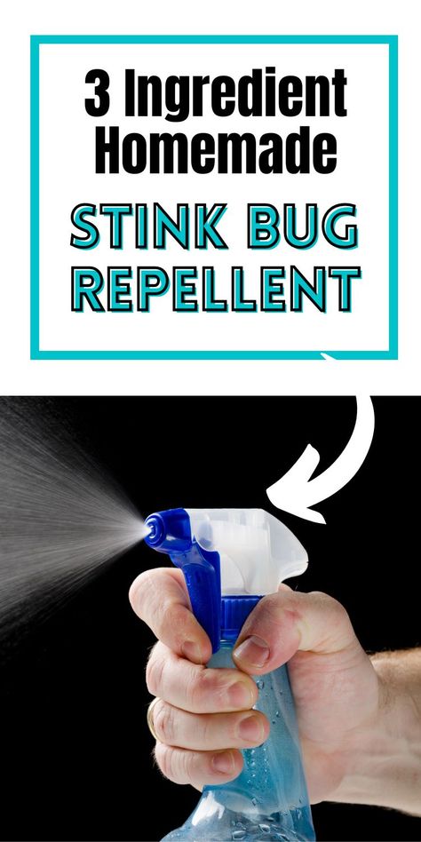 Use these tips on How to Get Rid of Stink Bugs and enjoy a space that is pest free. This homemade DIY stink bug repellent spray is the easiest and natural way to repel stink bugs. Stink bug repellent| How to get rid of stink bugs| Stink Bug Spray| Stink Bug Repellent Essential Oils, Stink Bugs Repellent, Diy Stink Bug Repellent, How To Keep Stink Bugs Out Of Your House, Get Rid Of Stink Bugs In The House, How To Get Rid Of Stink Bugs In House, How To Get Rid Of Stink Bugs, Stink Bugs How To Get Rid Of, Natural Roach Repellent For Home