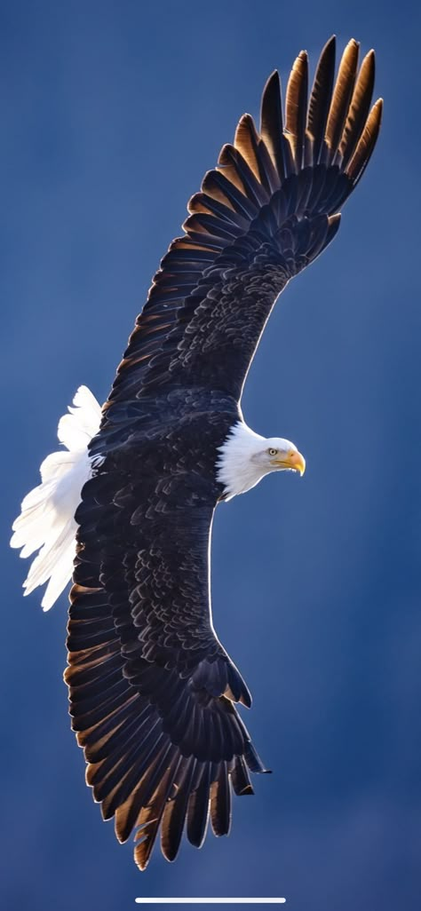 Bald Eagle In Flight, Eagles Photography, Eagles In Flight, Usa Flag Wallpaper, Bald Eagle Art, Polo T Shirt Design, Wait Upon The Lord, Eagle Painting, Bird People