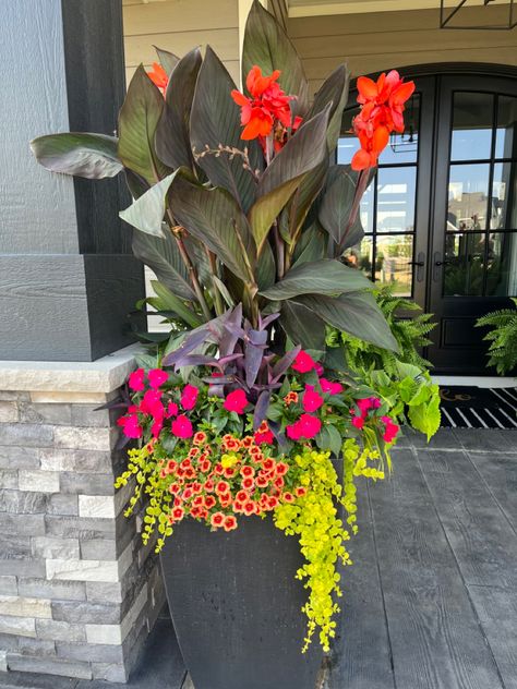 I must say the outdoor pots on my front porch this year have grown out of control. So pretty with the burnt orange cannas and the bright green sweet pea vines. Outdoor Potted Plants Around Pool, Canna Lily Container Pots Ideas, Planter Arrangements Outdoor Full Sun, Canna Lily Container, Entrance Planters, Canna Lily Garden, Canna Lillies, Canna Lilly, Planter Inspiration