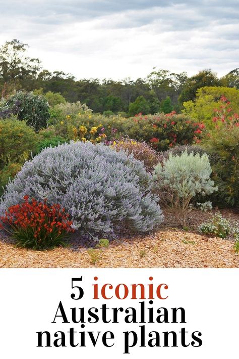 Australian Garden Design, Bush Garden, Australian Native Garden, Drought Tolerant Garden, Australian Flowers, Australian Native Flowers, Australian Plants, Australian Garden, Australian Native Plants