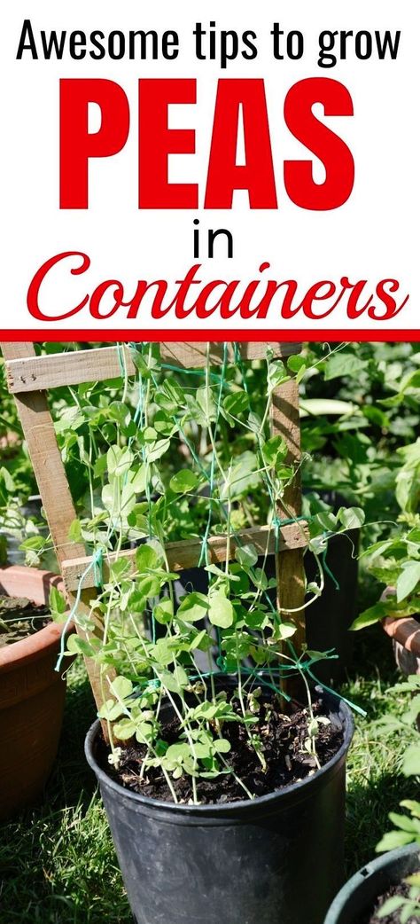 Snap Peas Garden, Garden Hack Ideas, Growing Peas, Growing Vegetables In Pots, Pea Plant, Tattoo Plant, Bucket Gardening, Plant Hacks, Container Gardening Vegetables