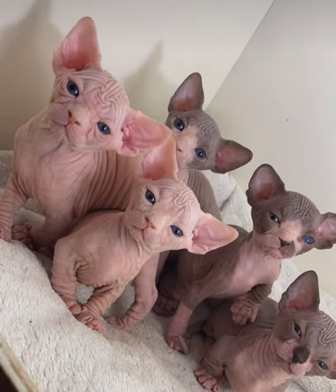 Baby Sphinx Cat, Naked Cat Funny, Spinx Cat Egyptian, Naked Cats Cute, Sphynx Cat Aesthetic, Baby Hairless Cat, Fat Hairless Cat, Naked Cat, Silly Animal Pictures