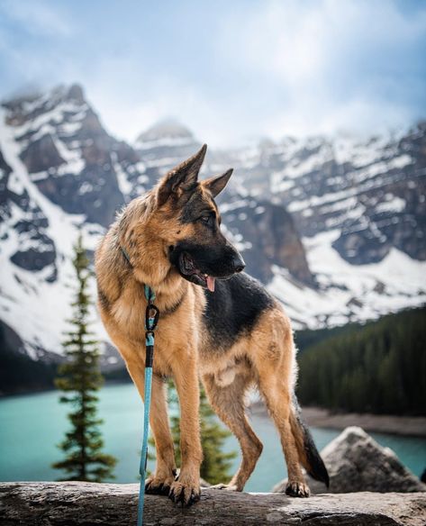 German Shepherd Portrait, German Shepherd Photography, Sheperd Dogs, Dog Foto, Dogs Photos, German Sheperd Dogs, Beautiful Dogs Photos, All Types Of Dogs, Cutest Puppies