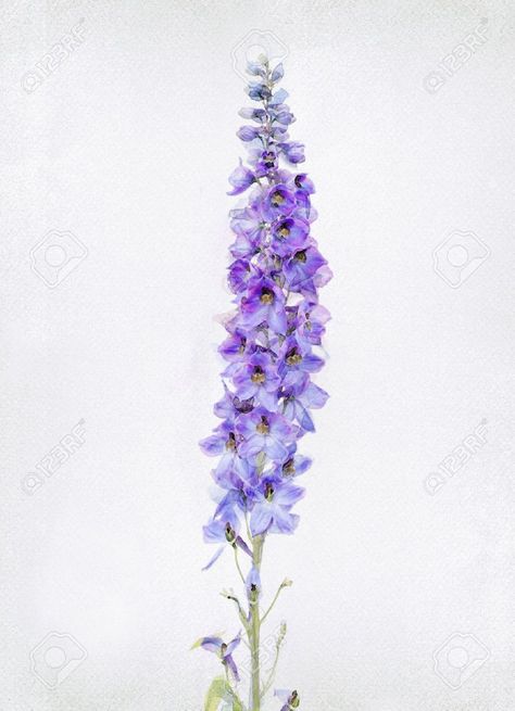 Flowers Tattoo On Shoulder, Delphinium Tattoo, Larkspur Tattoo, Lilac Tattoo, Label Inspiration, July Birth Flower, Tattoo On Shoulder, Tattoo Cute, Delphinium Flowers