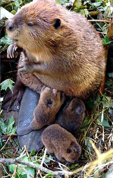 Mama beaver and her 3 babies Beaver Pictures, Baby Beaver, Mama And Baby, Zoo Babies, Rodents, Cute Creatures, Sweet Animals, Animal Planet, An Animal