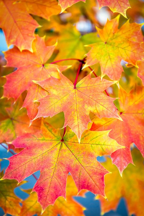 Autumn Maple Leaves | The autumn color in the City of Trees … | Flickr Autumn Maple Leaf, Maple Leaves Painting, Autumn Maple Leaves, Maple Leaves Aesthetic, Fall Leaves Photography, Autumn Leaves Aesthetic, Maine Tattoo, Autumn Gardening, Story In English