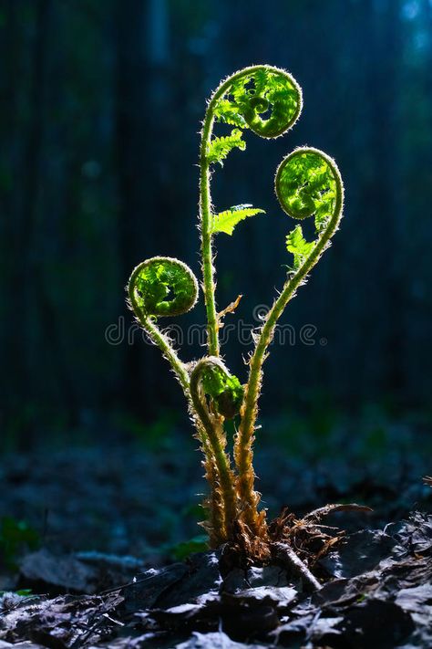 Green sprout in the spring forest. Green sprout of a fern in the spring forest , #Aff, #sprout, #Green, #spring, #fern, #forest #ad Ferns In The Forest, Forest Floor Photography, Forest Plants Drawing, Sprout Photography, Woodland Photography, Wild Ferns, Nature Shapes, Forest Fern, Fiddlehead Ferns