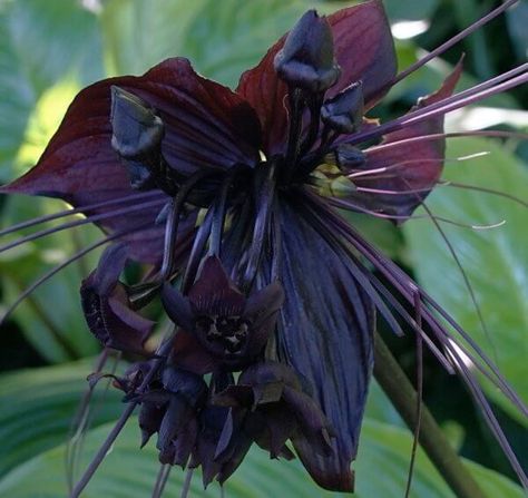 The Black Bat Flower • Insteading Black Bat Flower, Bat In Flight, Orchid Meaning, Lockscreen Widget, Pics Of Nature, Weird Nature, Bat Flower, Goth Garden, Garden Display