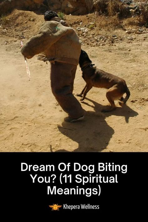 Dream Of Dog Biting You? (11 Spiritual Meanings) Repressed Anger, Types Of Dreams, Animal Guides, Strong Feelings, Feeling Insecure, Dog Biting, Spiritual Meaning, Guard Dogs, Subconscious Mind