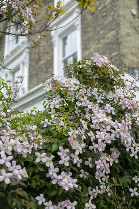 Clematis for Shade: The Best Shade Tolerant Varieties — Meadowlark Journal Clematis For Shade, Low Maintenance Garden Plants, Clematis Nelly Moser, Psychoactive Plants, East Facing Garden, Clematis Varieties, Lily Turf, Yellow Hydrangea, Trachelospermum Jasminoides