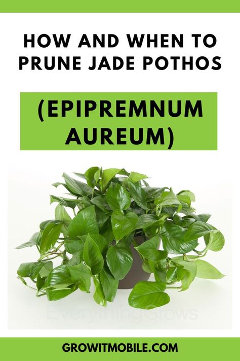 Jade pothos, also known as devil’s ivy, is an incredibly versatile plant that originated from Solomon Islands and can be grown indoors or out. It thrives in both humid and arid climates, making it attractive to anyone who wants a beautiful plant for their home. While the Jade pothos look fragile, its vines are very hard. Jade pothos come in green or variegated varieties, both of which are equally easy to care for. Jade Pothos Plant, Jade Pothos, Epipremnum Aureum, Pothos Plant, Growing Indoors, Solomon Islands, How To Grow, Plant Care, House Plants