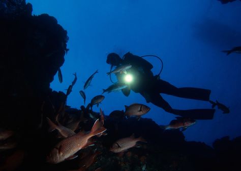 Proper preparedness is key in our sport, so checklists can be extremely useful, and DAN agrees. Here's what to bring on a night dive. Night Diving, Navy Diver, Diver Down, Deep Sea Diving, Cave Diving, Swimming Sport, Us Virgin Islands, Scuba Diver, Palau