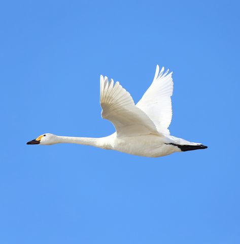 thisworld1: “Swan flying over a clear blue sky. Kohoku-cho Ebie, Nagahama-shi, Shiga pref., Japan. Februrary4, 2018.Text and photography by Teruhide Tomori on Flickr ” Swan Flying, Flying Swan, Building Mural, Swan Drawing, Swan Photography, Fly Drawing, The Kimono Gallery, Kimono Gallery, Acryl Painting