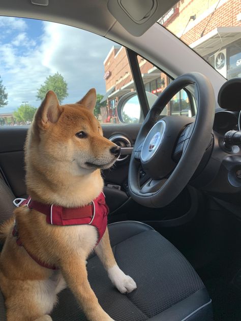 Where are we headed to? #shiba #shibainupuppy #shibainu Shiba Inu Puppy Aesthetic, Shiba Aesthetic, Shiba Inu Aesthetic, Inu Shiba, Shiba Inu Puppy, Pet Corner, Life Routines, Awesome Animals, Shiba Inu