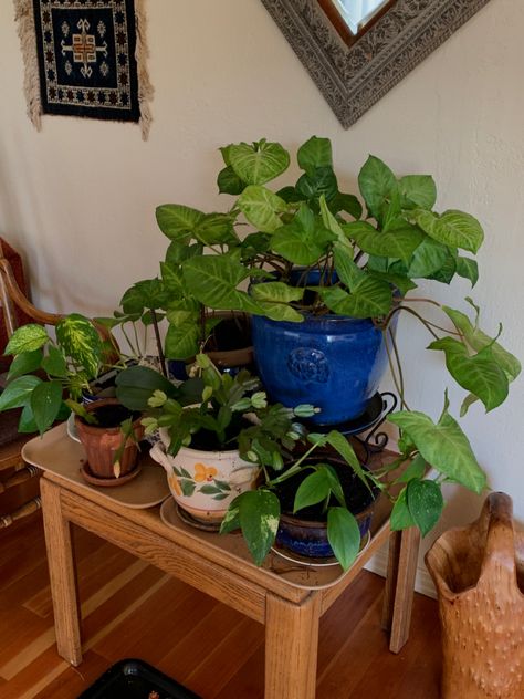 Pots Aesthetic, Plant Pots Aesthetic, Pot Aesthetic, Plant Pot Aesthetic, Aesthetic Plant Pots, Houseplants Aesthetic, House Plant, House Plants Aesthetic, Plants In Bathroom