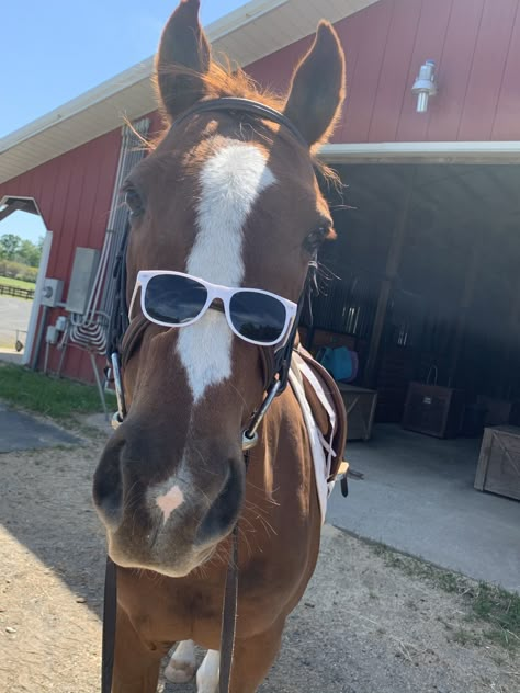 Horse Selfie, 5x Pictures, Cool Pictures Of Animals, Picture Of Animals, Equestrian Summer, Cowboy Core, Horses Cute, Preppy Equestrian, Bay Horses