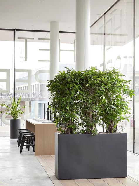 Plants for Offices | UK | Funky Yukka Office Plants Plant Troughs, Desktop Planter, Trough Planter, Gray Planter, House Planter, Rectangle Planters, Privacy Plants, Modern Pot, Trough Planters