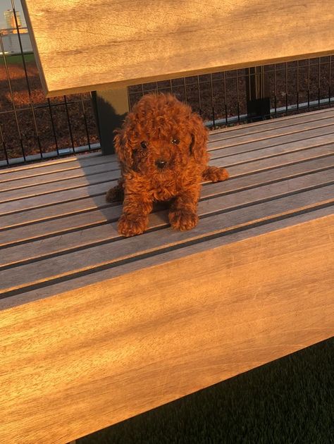 Toy Poodle Breeder | Bella's Red Toy Poodle | New York Red Poodle Puppy, Toy Poodle Red, Red Toy Poodle, Goldendoodle Grooming, Toy Poodle Puppy, Poddle, Poodle Puppies For Sale, Red Poodles, Toy Poodle Puppies