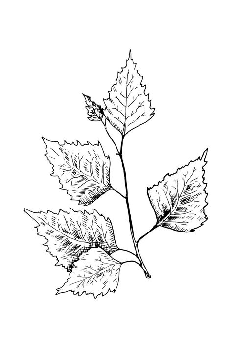 Лист берёзы #скетч #эскиз #берёза #birch #leaf #sketch Birch Drawing, Leaf Sketch, Leaves Doodle, Plant Doodle, Sans Art, Birch Leaf, Art & Craft Paint, Leaf Drawing, Wall Drawing