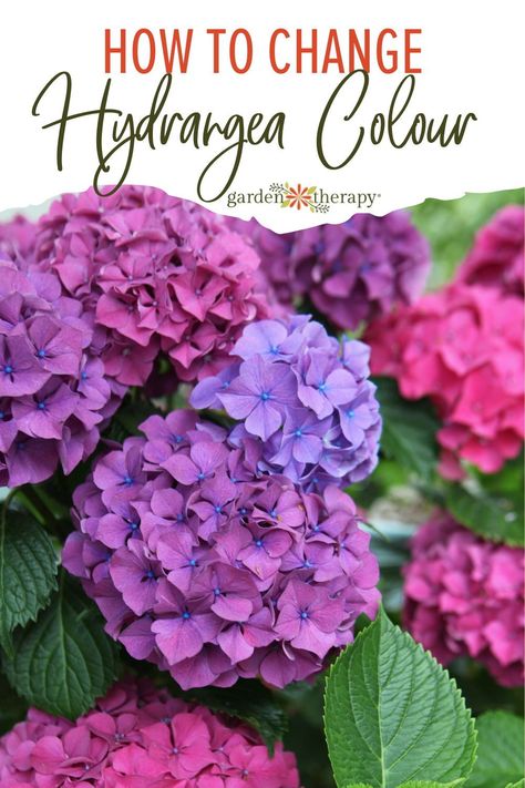 Love your hydrangea blooms but want to change up their colour? Many hydrangeas will go through a slight colour change when transplanted due to adjusting to their new soil when you first bring them home. But if you really want to shake things up, try changing the colour of hydrangea flowers with this simple little soil hack! Hydrangea Color Change, Hydrangea Types, Hydrangea Plant Care, Hydrangea Plant, Landscaping Hacks, Pruning Hydrangeas, Hydrangea Landscaping, Big Leaf Hydrangea, Hydrangea Varieties