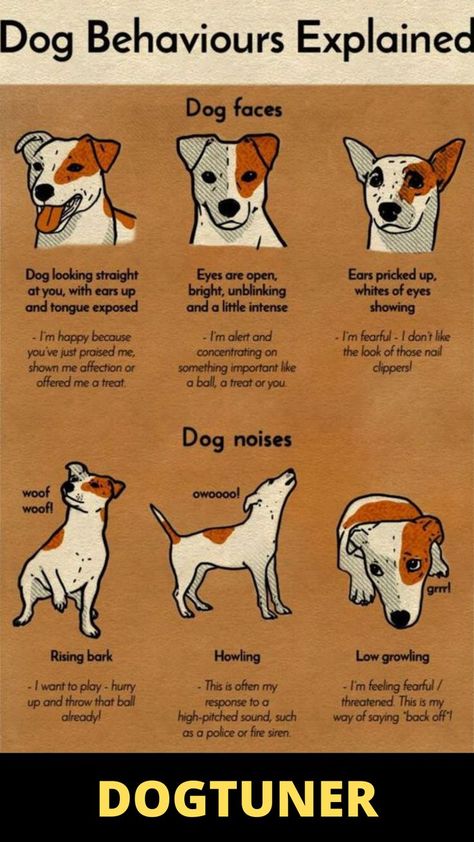 How to know Your Dog Behavior Dog Body Language, Bored Dog, Reactive Dog, What Kind Of Dog, Dog Behavior Problems, Basic Dog Training, Dog Health Tips, Dog Language, Best Dog Training