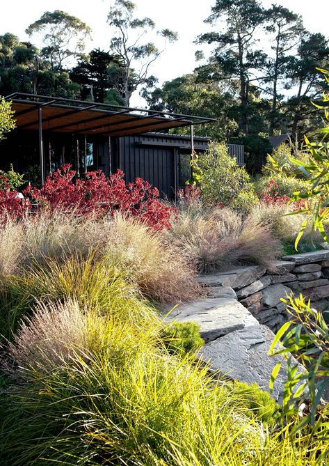 These classic Australian landscapes will inspire you to embrace the unique range of flora on offer. Native Garden Design, Australian Gardens, Australian Garden Design, Villa Architecture, Bee Friendly Garden, Australian Native Garden, Australian Plants, Areas Verdes, Australian Garden