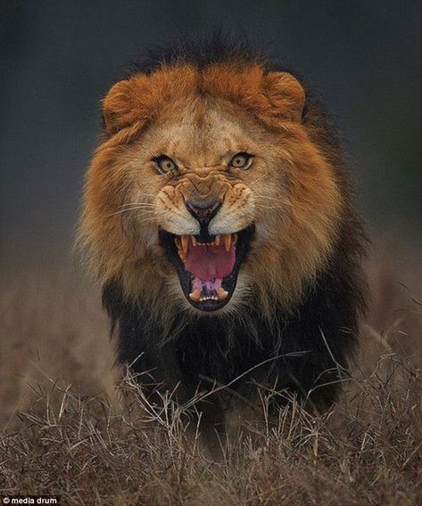 The most fearless yet fearsome capture ever! Hats off! Atif Saeed, Pakistan, Daily Mail. Fierce Lion, Lions Photos, Male Lion, Pirate Woman, Rottweiler Dog, Cheetahs, A Lion, Animal Faces, The Animals